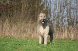 IRISH WOLFHOUND 343